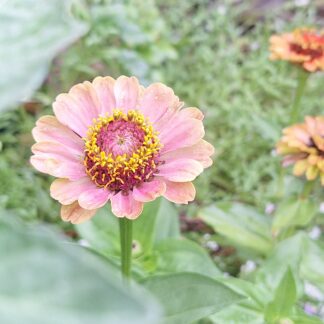 Zinnia - Autumn Sky Mix