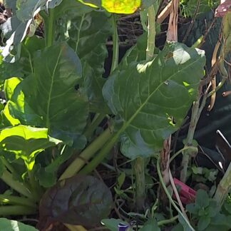 Perpetual Spinach Gator