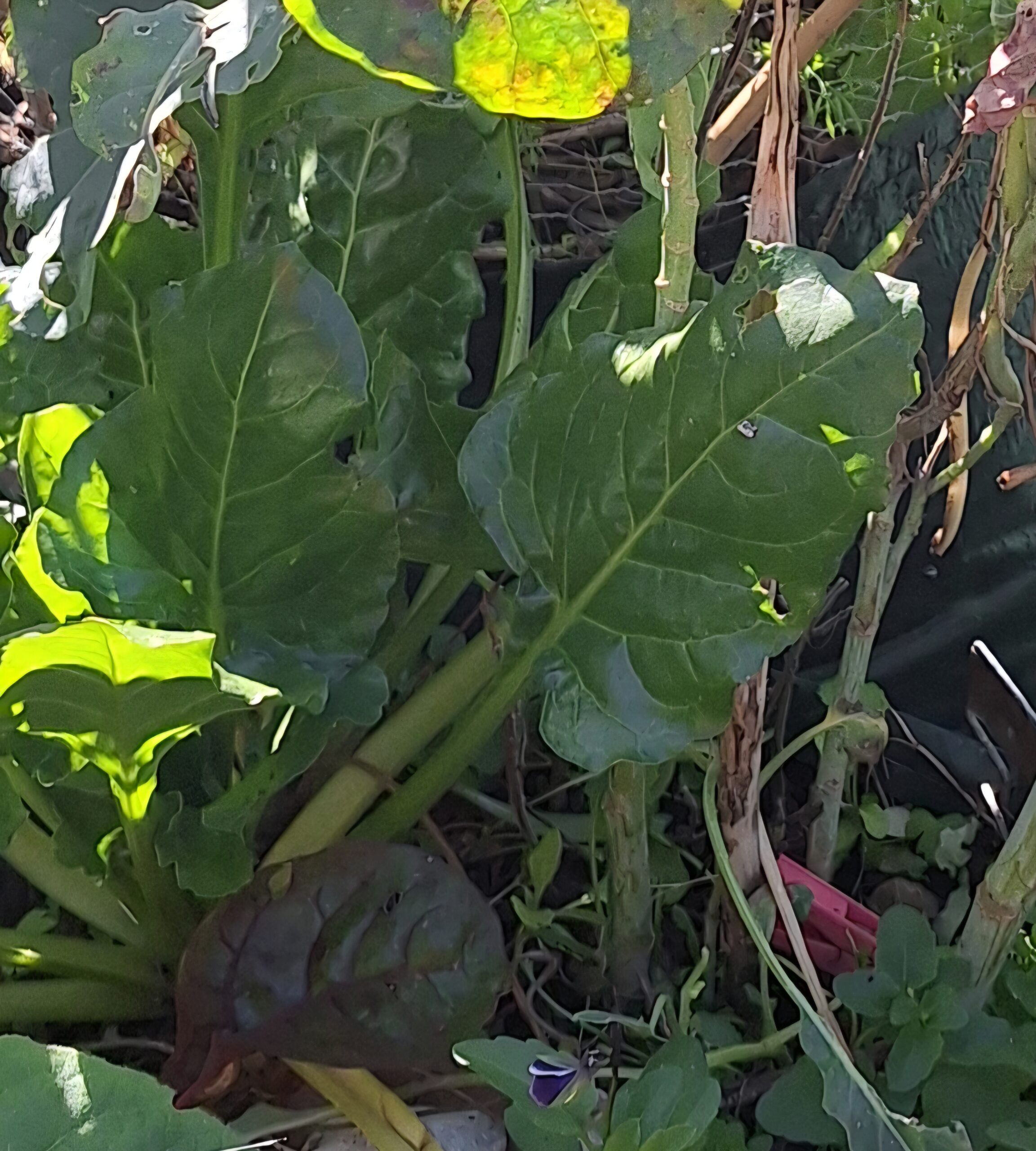 Perpetual Spinach Gator Perpetual Spinach Gator