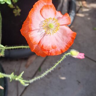 Poppy - Angel's Choir