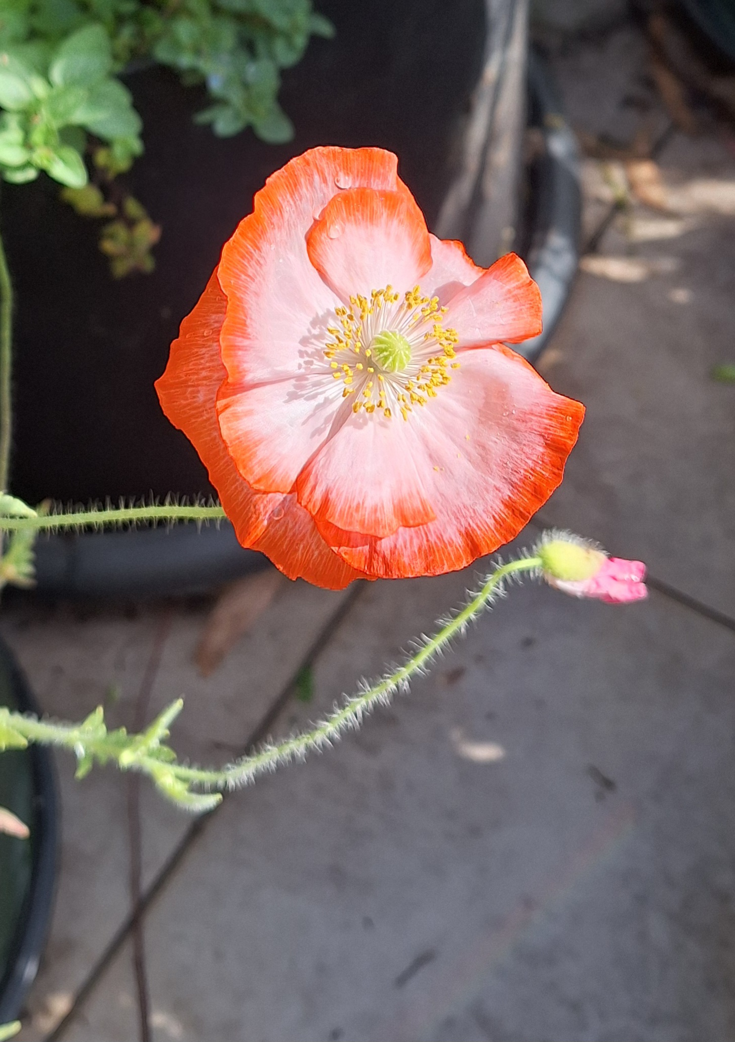 Poppy - Angel's Choir Poppy - Angel's Choir