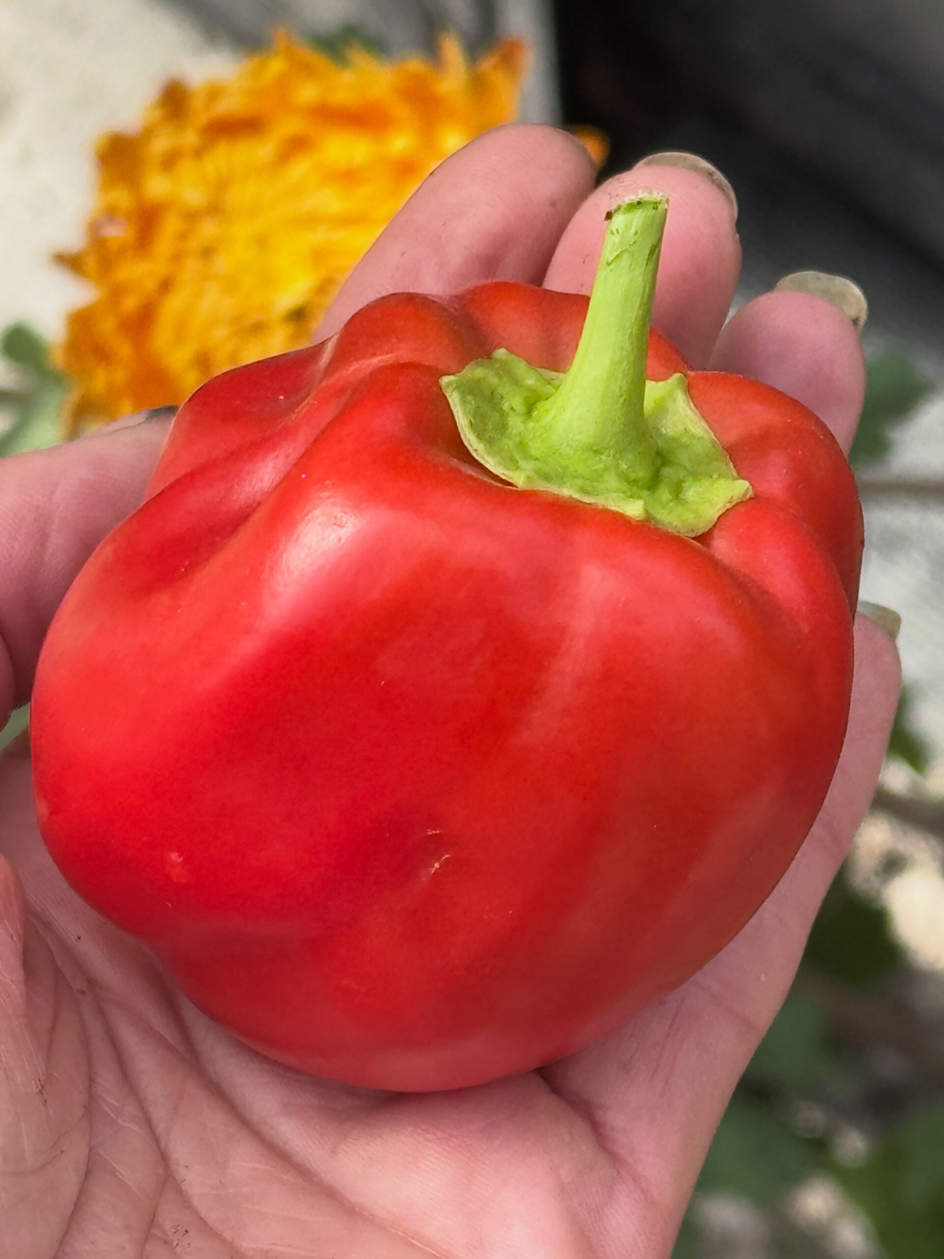 Capsicum Red Capsicum Red - Image 4