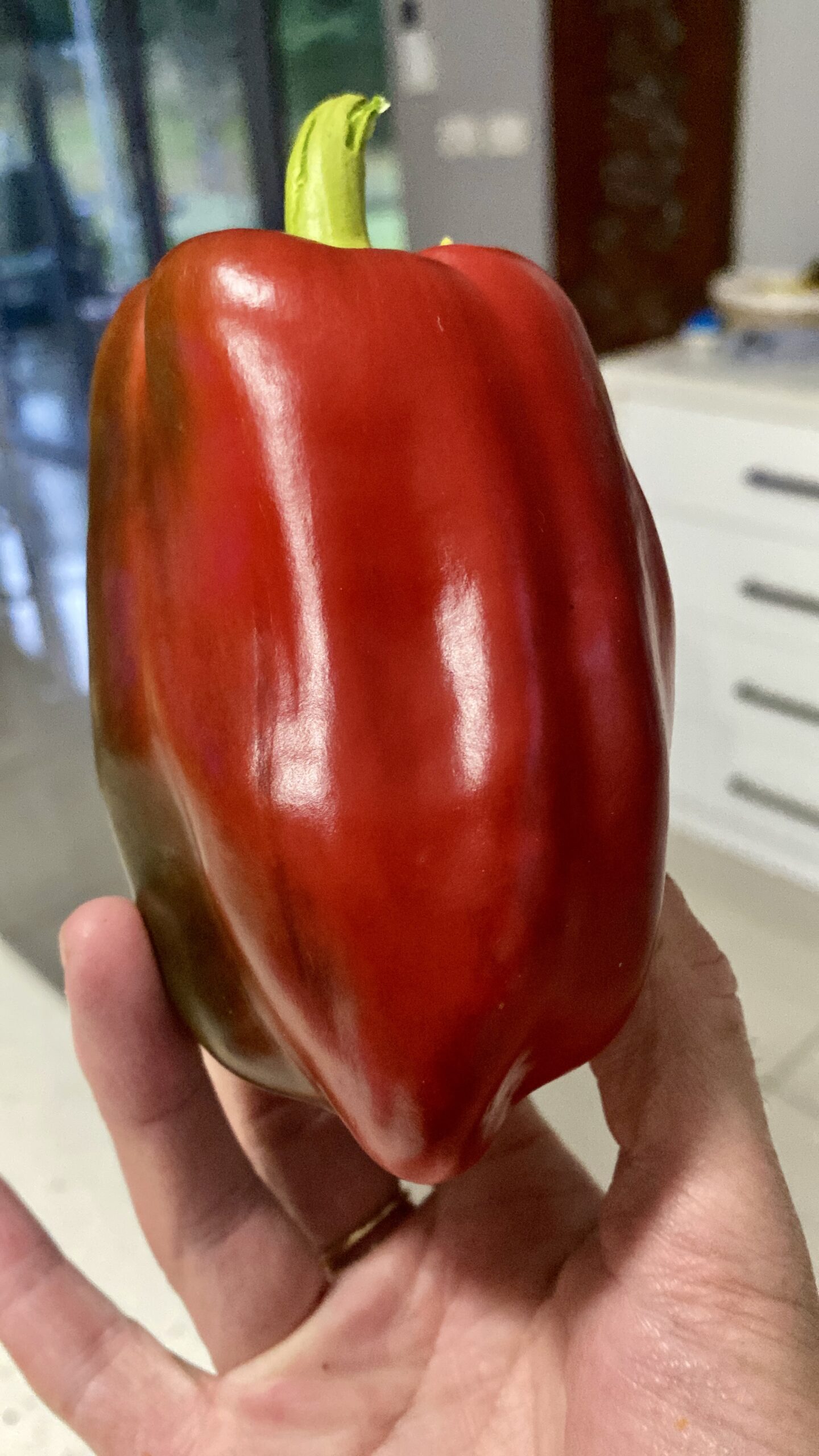 Capsicum Red Capsicum Red - Image 2
