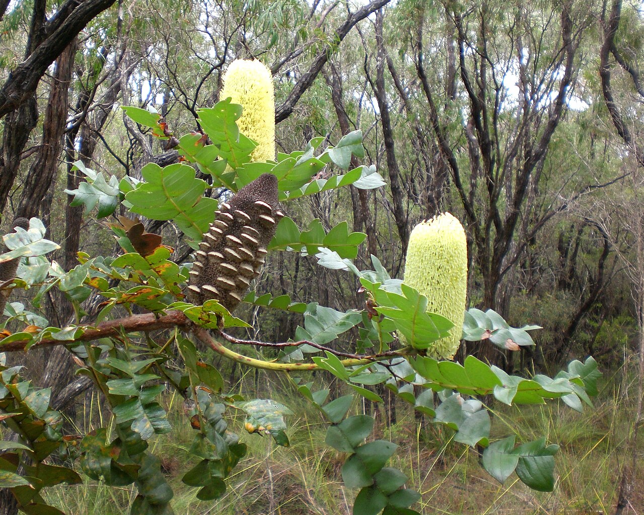Banksia Grandis – Bull Banksia Banksia Grandis – Bull Banksia - Image 2