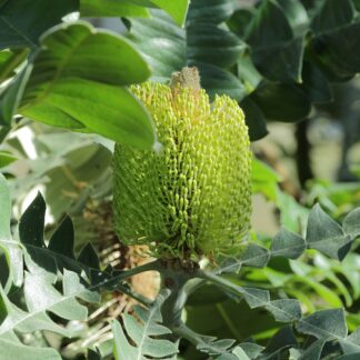 Banksia Grandis – Bull Banksia