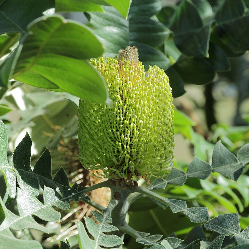 Banksia Grandis – Bull Banksia Banksia Grandis – Bull Banksia