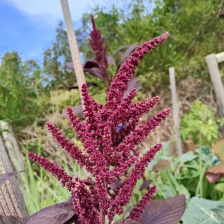Amaranth Red