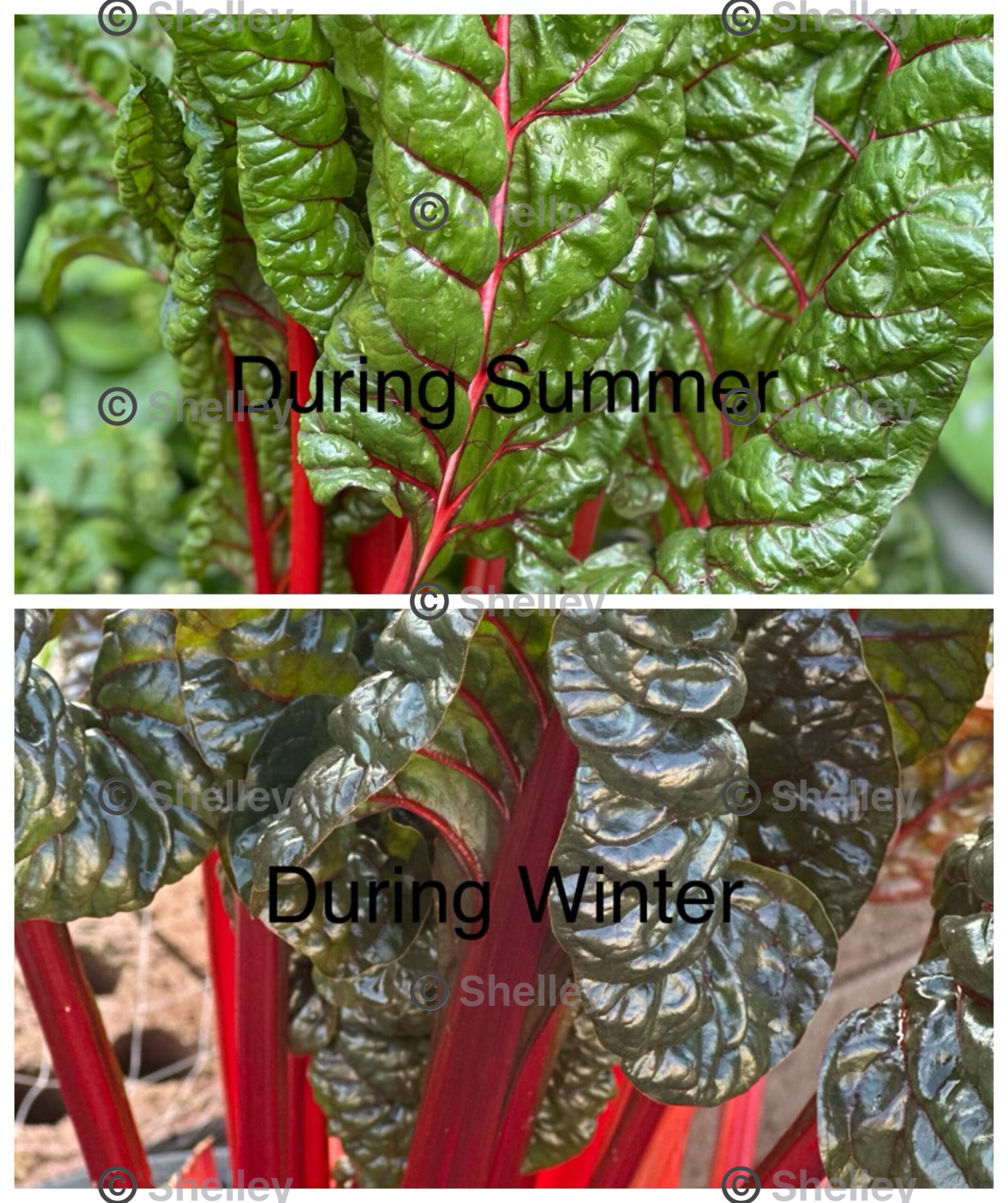 Silverbeet Ruby Red / Swiss Chard Ruby Red Silverbeet Ruby Red / Swiss Chard Ruby Red - Image 2