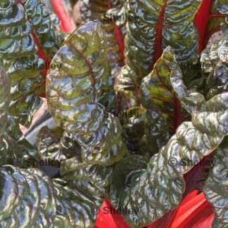 Home Silverbeet Ruby Red / Swiss Chard Ruby Red