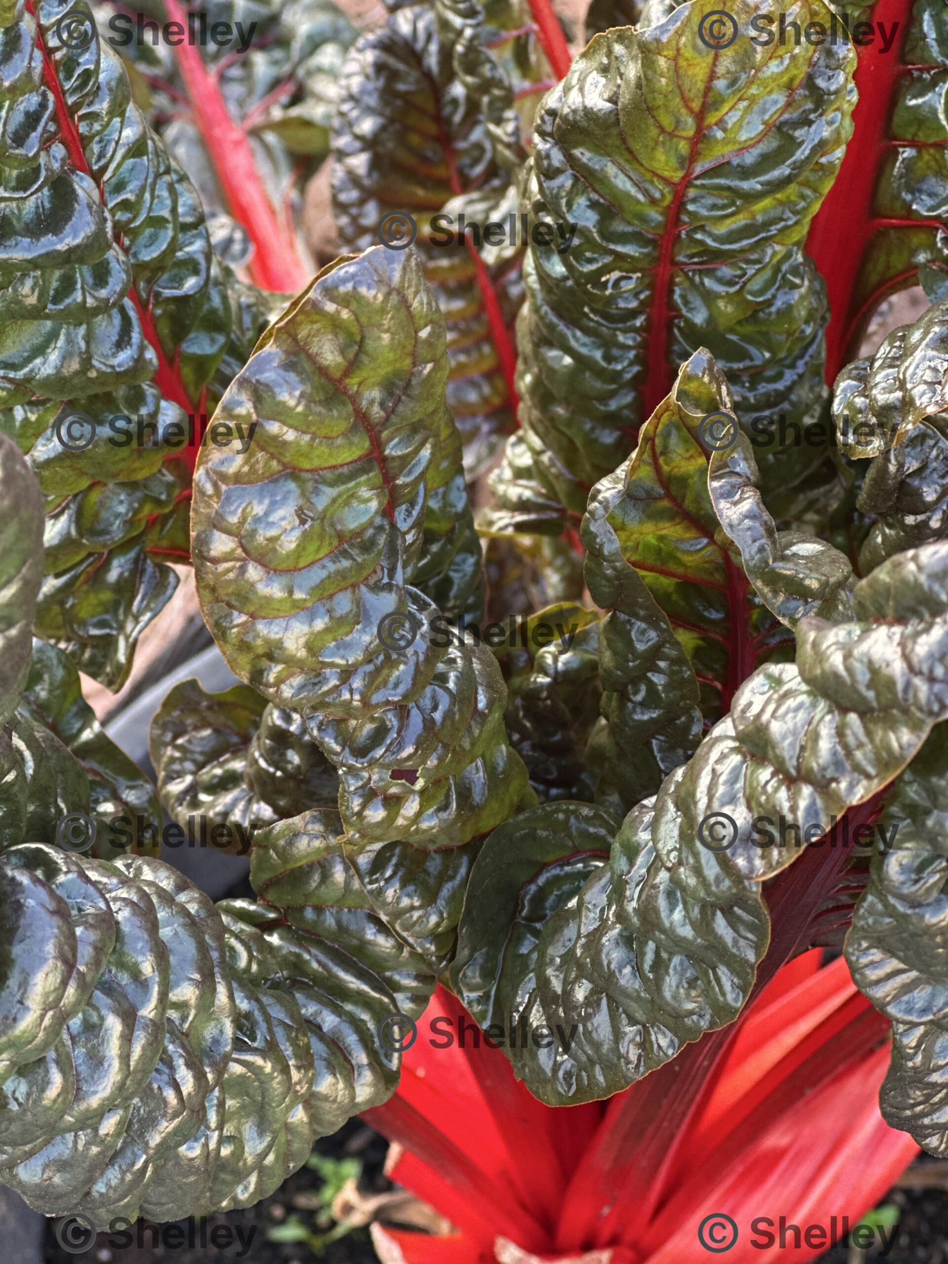 Silverbeet Ruby Red / Swiss Chard Ruby Red Silverbeet Ruby Red / Swiss Chard Ruby Red