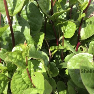 Home Alugbati Red / Malabar Spinach Red / Ceylon Spinach (red)