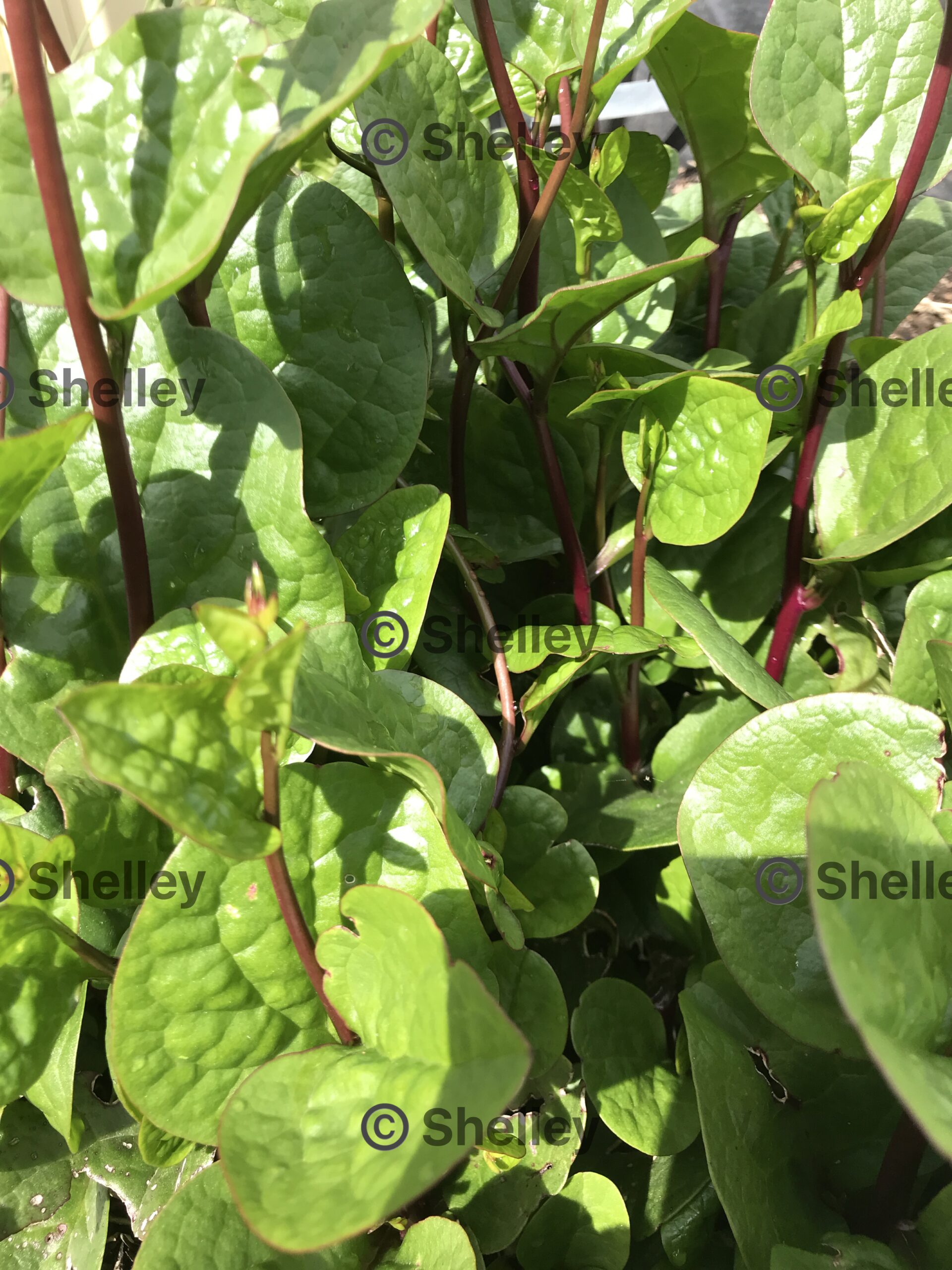 Alugbati Red / Malabar Spinach Red / Ceylon Spinach (red) Alugbati Red / Malabar Spinach Red / Ceylon Spinach (red)