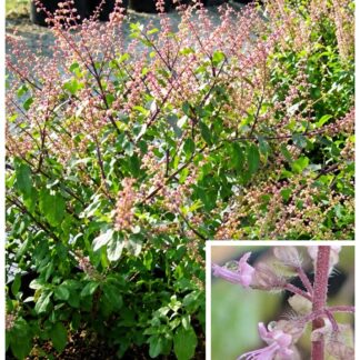 Home Amrita Tulsi (Holy Basil)