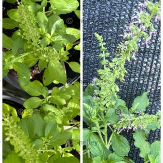 Home Rama Tulsi / Holy Basil / Sacred Basil / Green Basil
