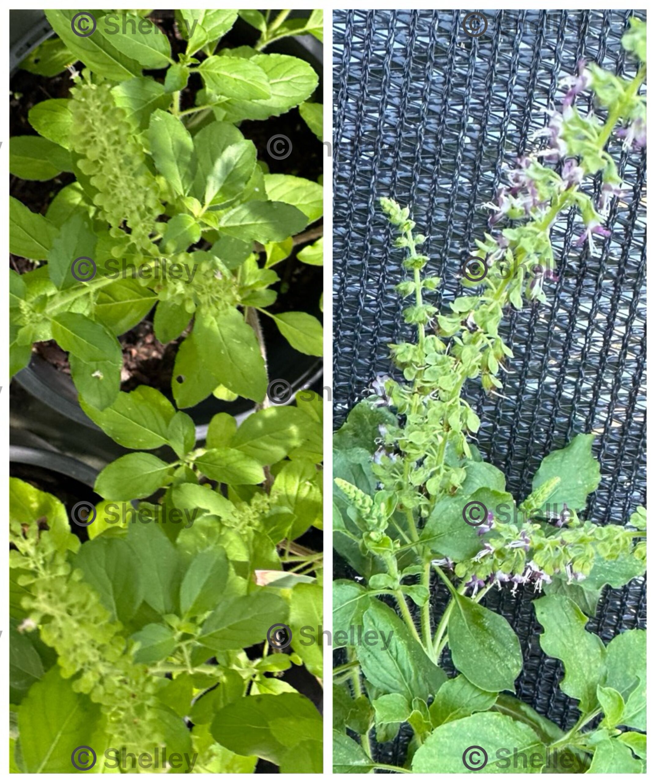 Rama Tulsi / Holy Basil / Sacred Basil / Green Basil Rama Tulsi / Holy Basil / Sacred Basil / Green Basil