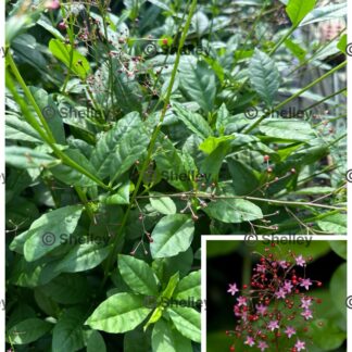 Home Jewels Of Opar (Talinum Paniculatum), Waterleaf Spinach, Talinum Spinach