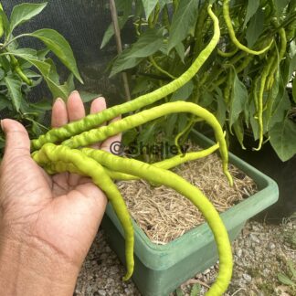 Bangalore Whippet’s Tail Chilli/Indian Long Chilli