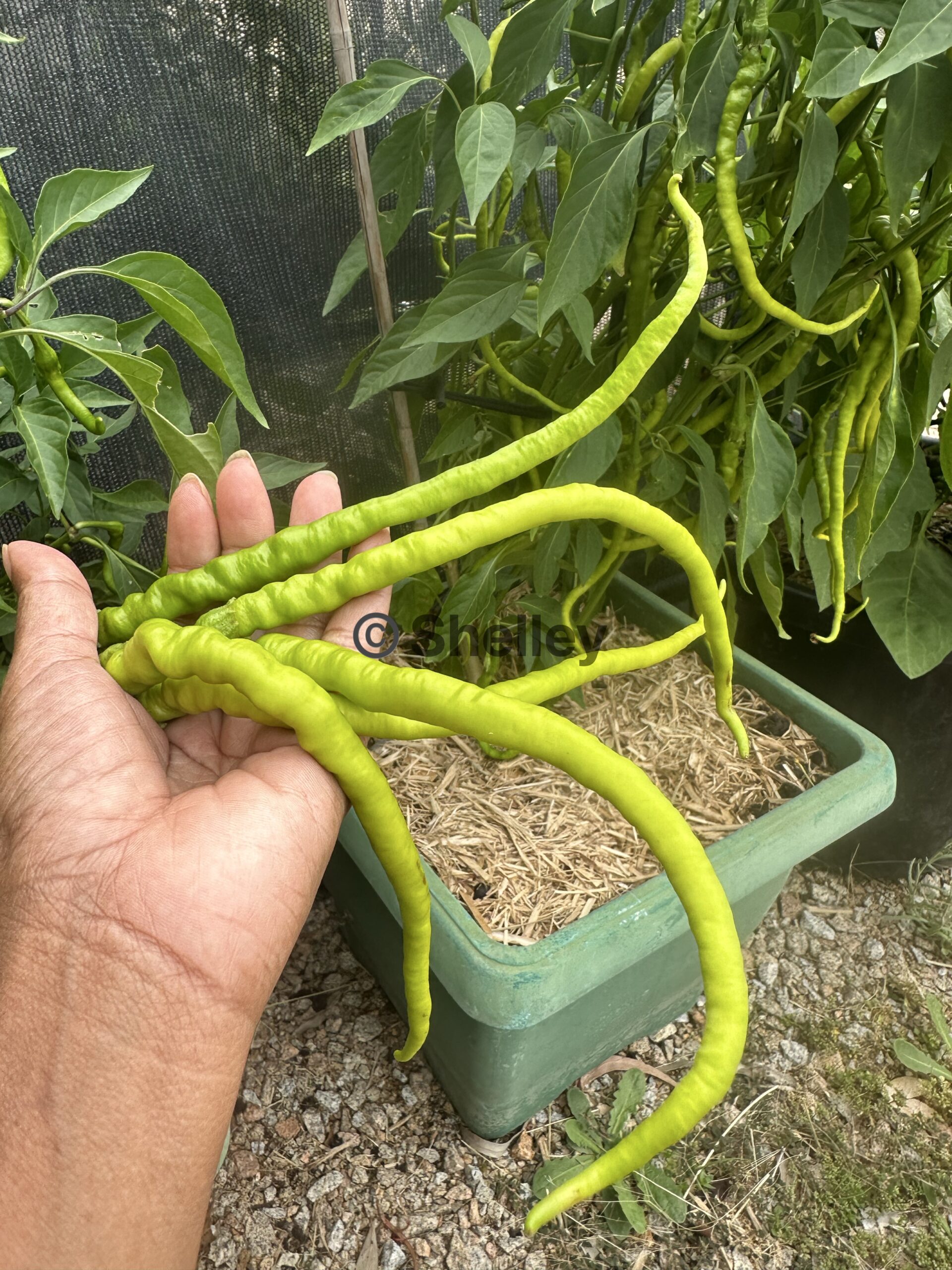 Bangalore Whippet’s Tail Chilli/Indian Long Chilli Bangalore Whippet’s Tail Chilli/Indian Long Chilli