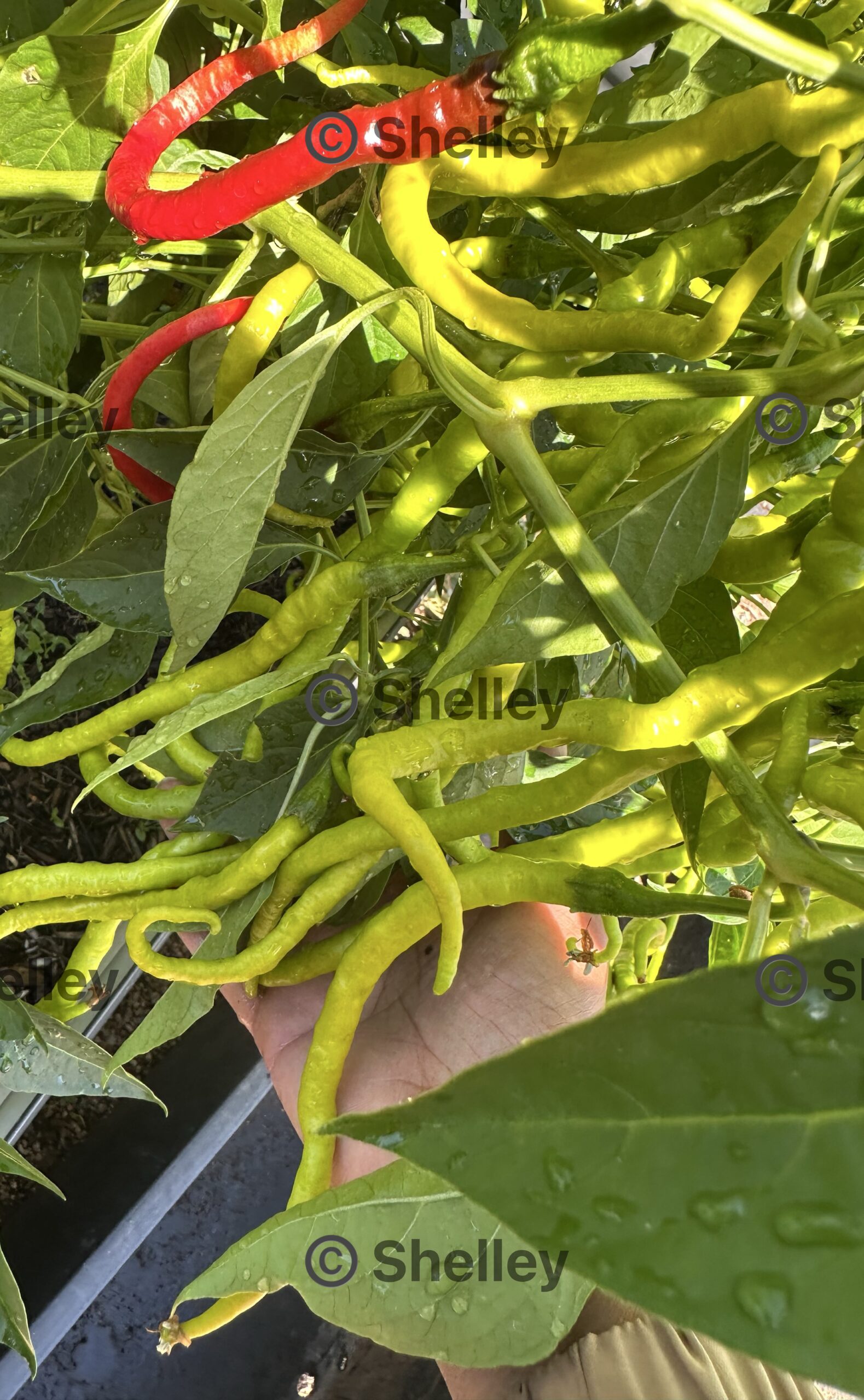 Bangalore Whippet’s Tail Chilli/Indian Long Chilli Bangalore Whippet’s Tail Chilli/Indian Long Chilli - Image 2