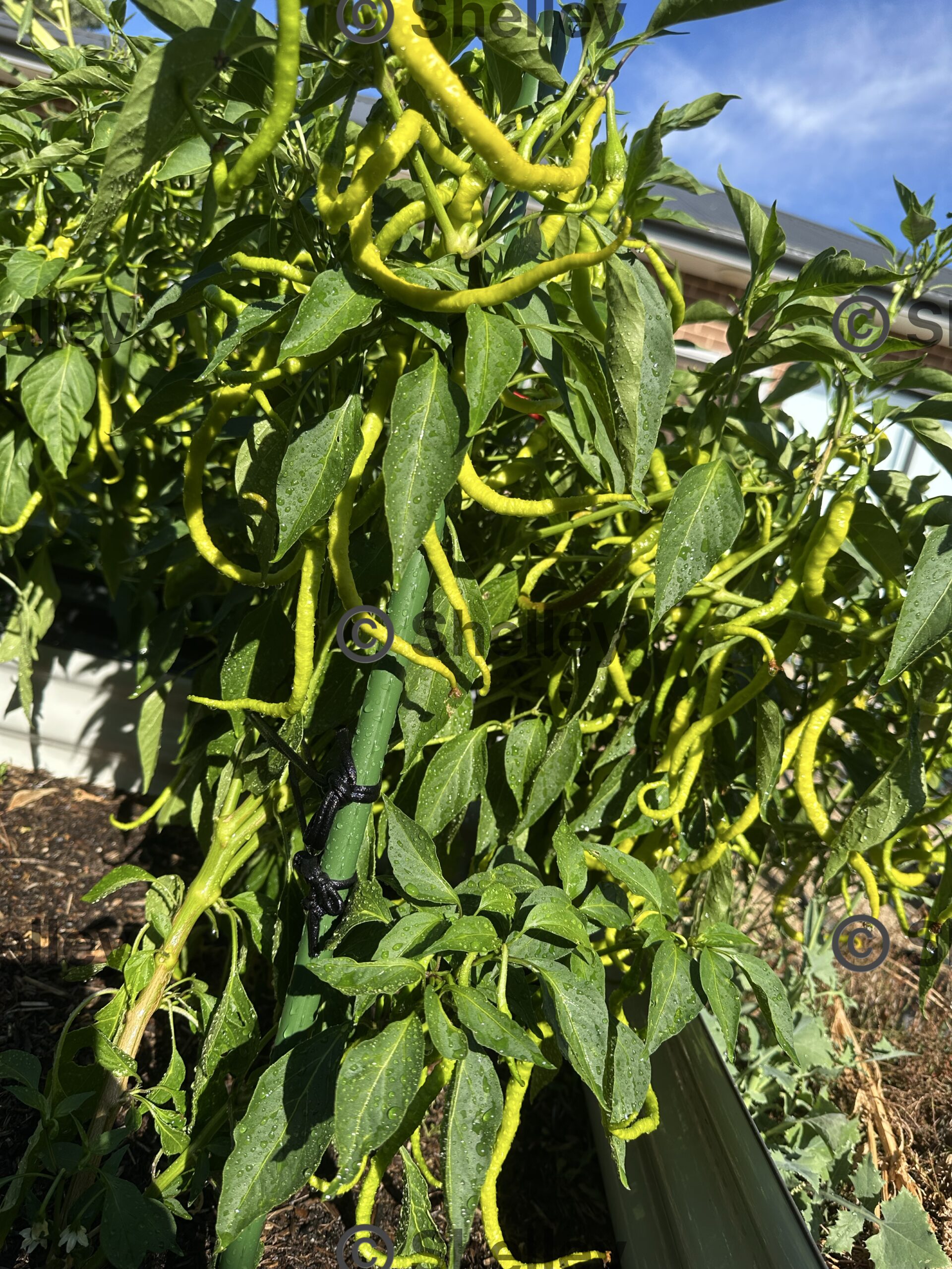 Bangalore Whippet’s Tail Chilli/Indian Long Chilli Bangalore Whippet’s Tail Chilli/Indian Long Chilli - Image 3