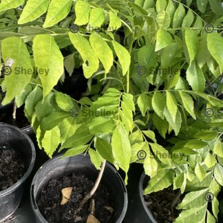 Curry Leaf Plant (Murraya Koenigii)