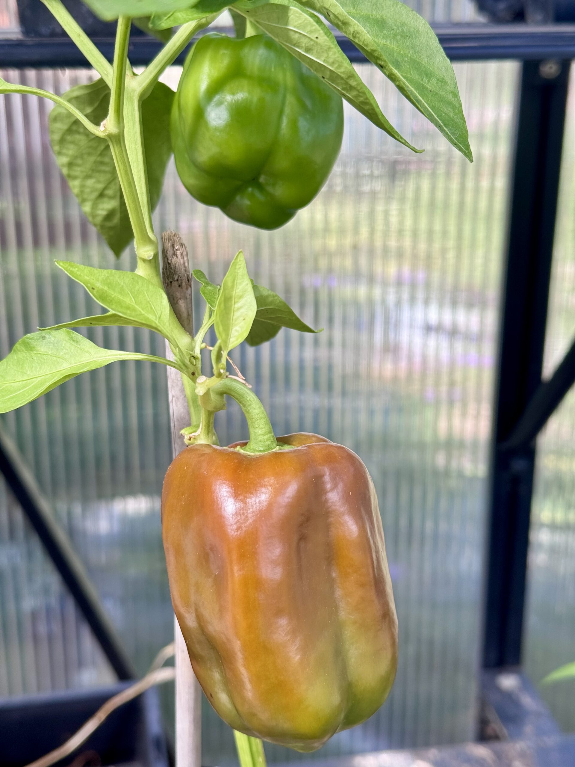 Capsicum Red Capsicum Red - Image 3