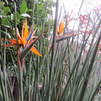 Strelitzia Bird Of Paradise
