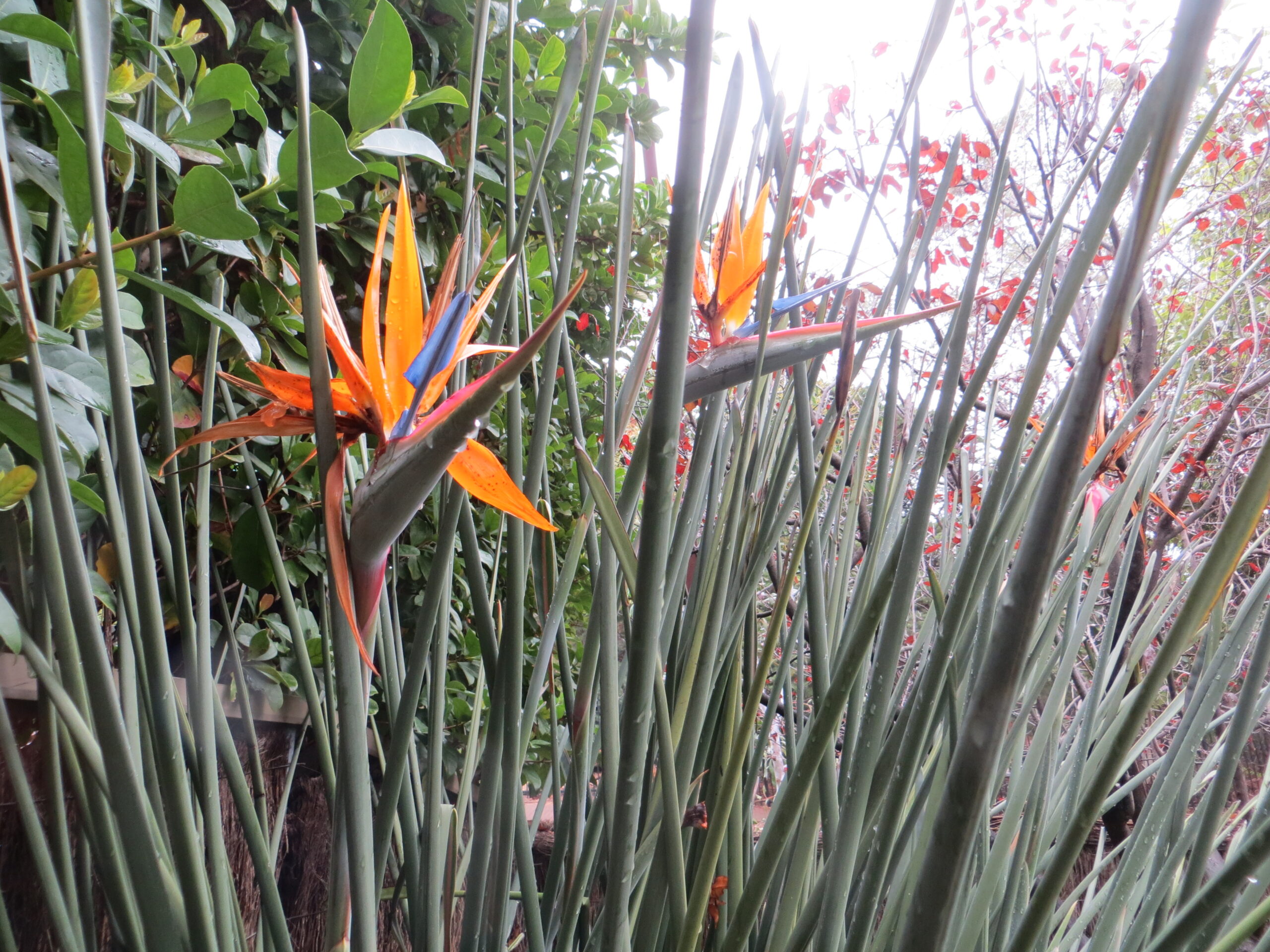 Strelitzia Bird Of Paradise Strelitzia Bird Of Paradise