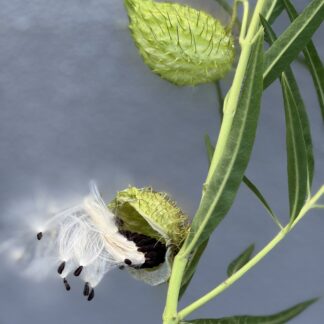 Swan Plant (Gomphocarpus Fruticosus ) Milkweed/Hairy Balls