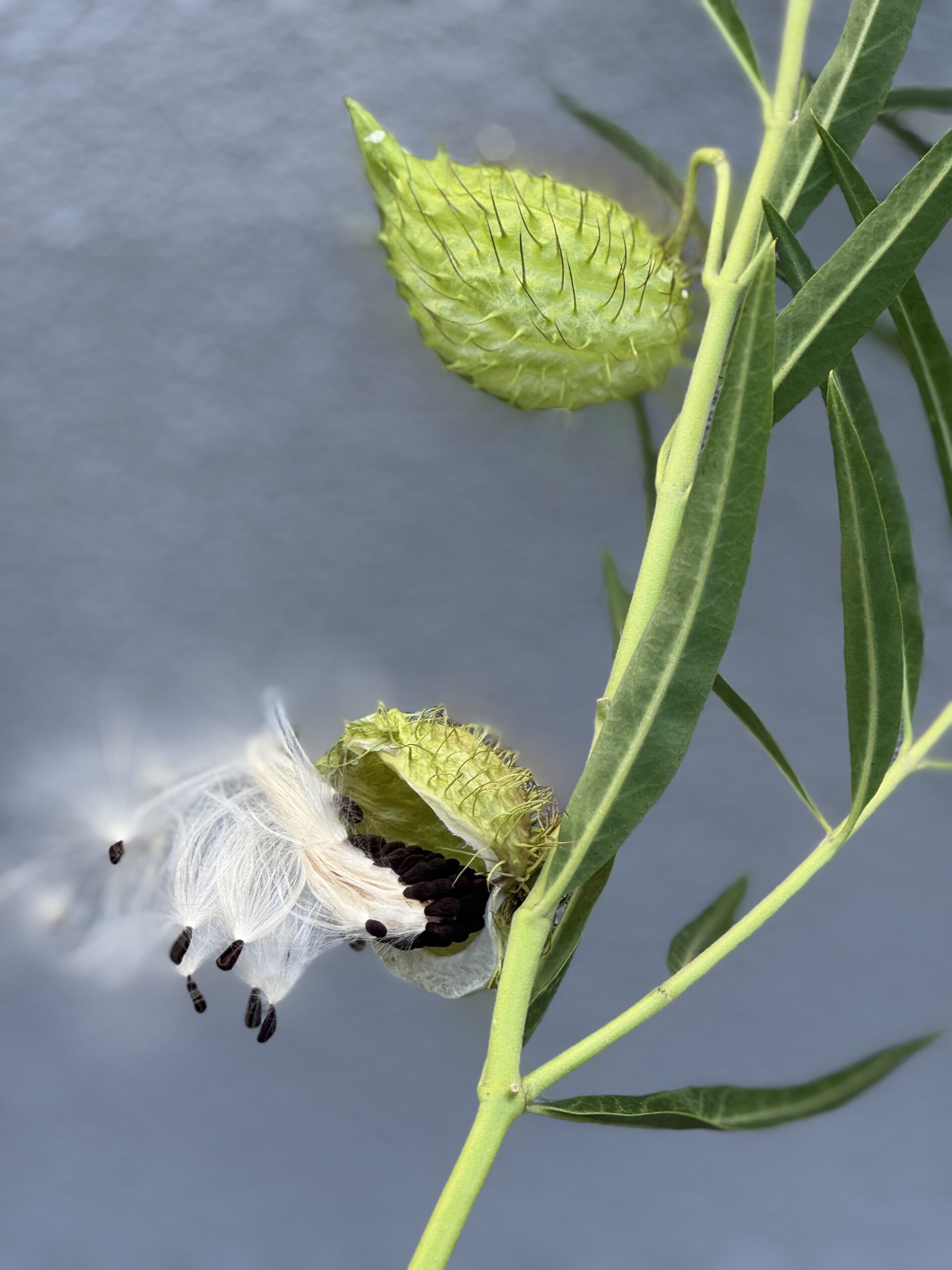 Swan Plant (Gomphocarpus Fruticosus ) Milkweed/Hairy Balls Swan Plant (Gomphocarpus Fruticosus ) Milkweed/Hairy Balls