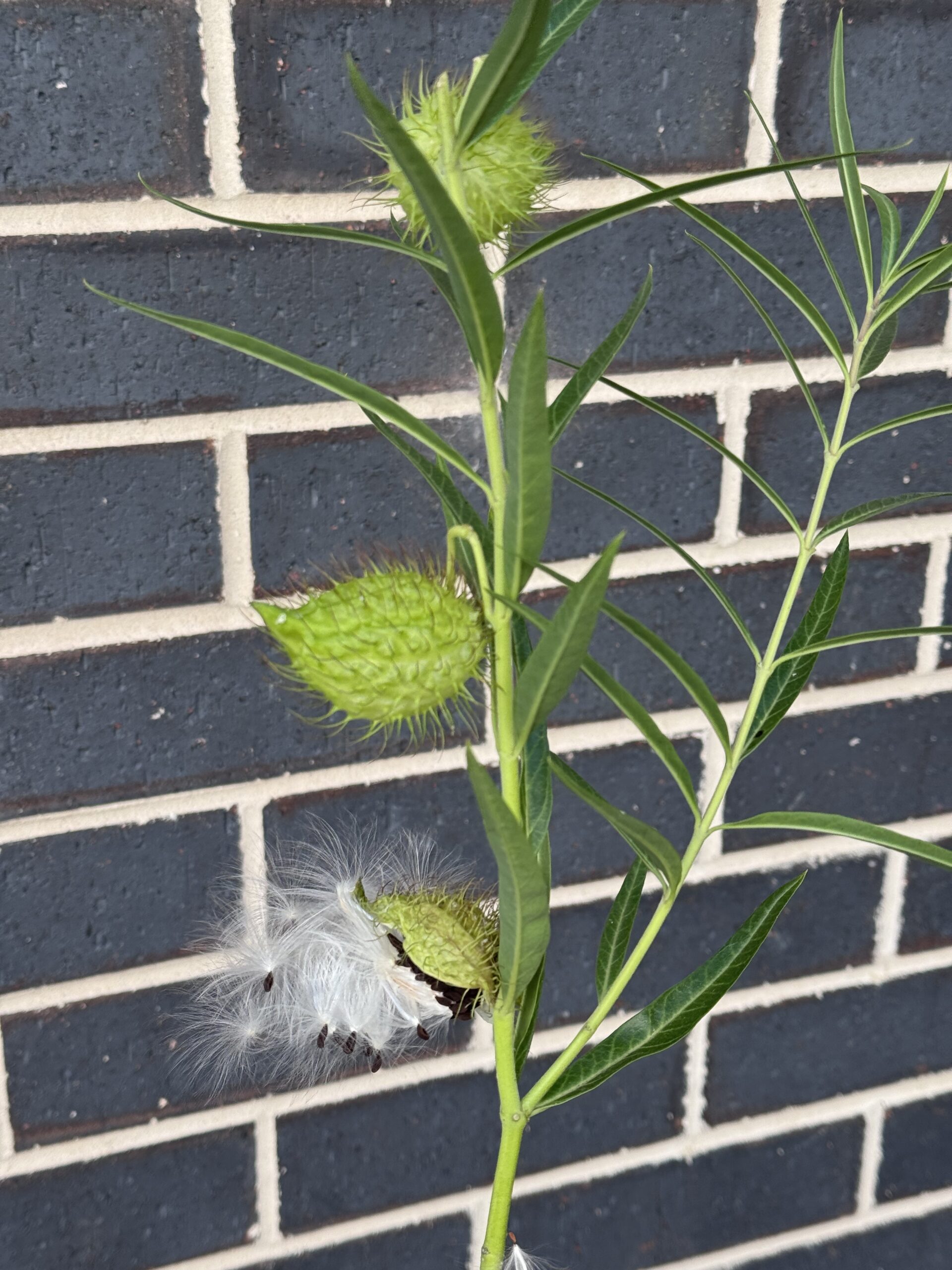 Swan Plant (Gomphocarpus Fruticosus ) Milkweed/Hairy Balls Swan Plant (Gomphocarpus Fruticosus ) Milkweed/Hairy Balls - Image 2