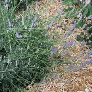 Home English Lavender - Lavandula Angustifolia