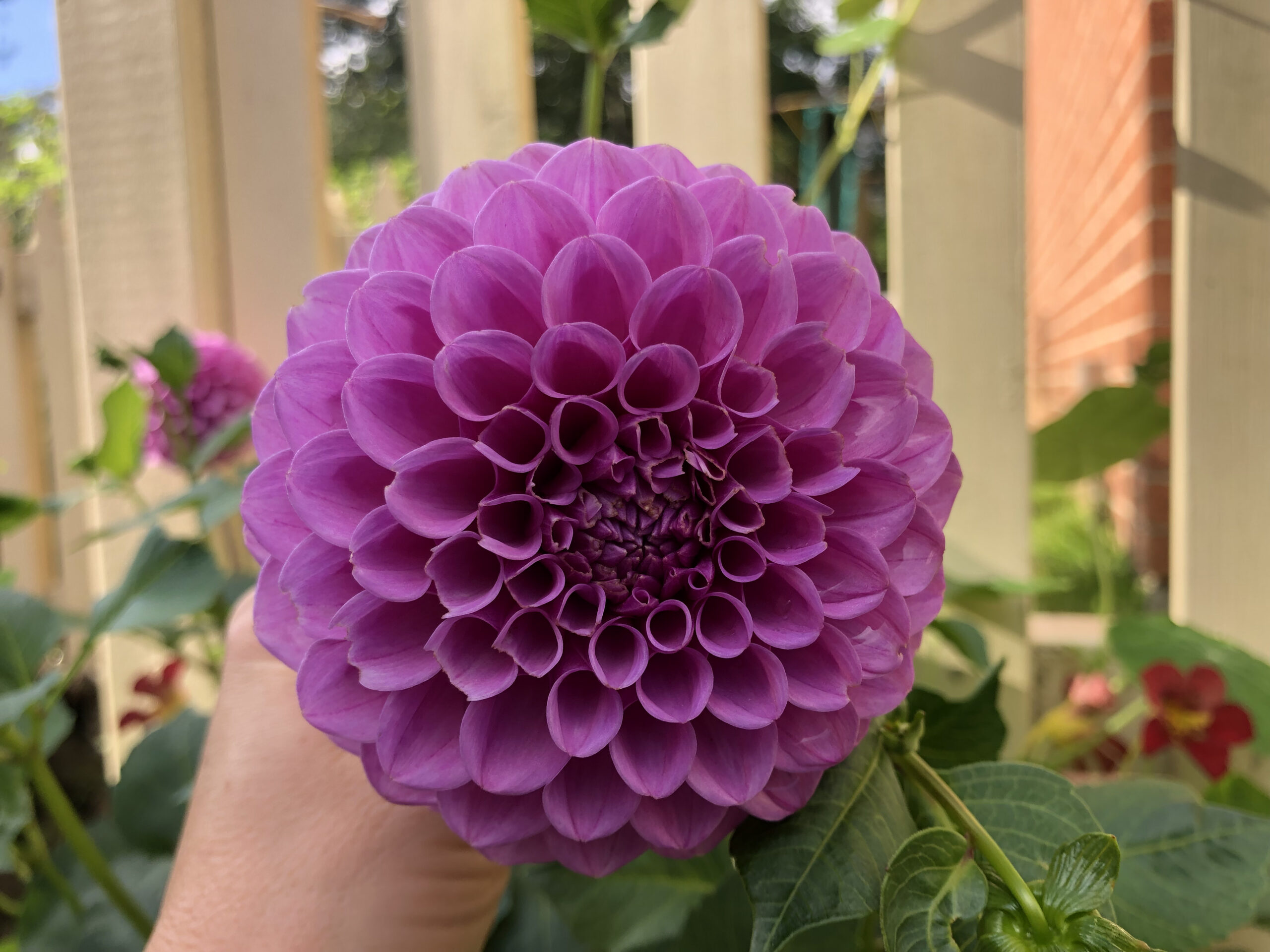 Shirley Yeoman Dahlia Shirley Yeoman Dahlia - Image 5