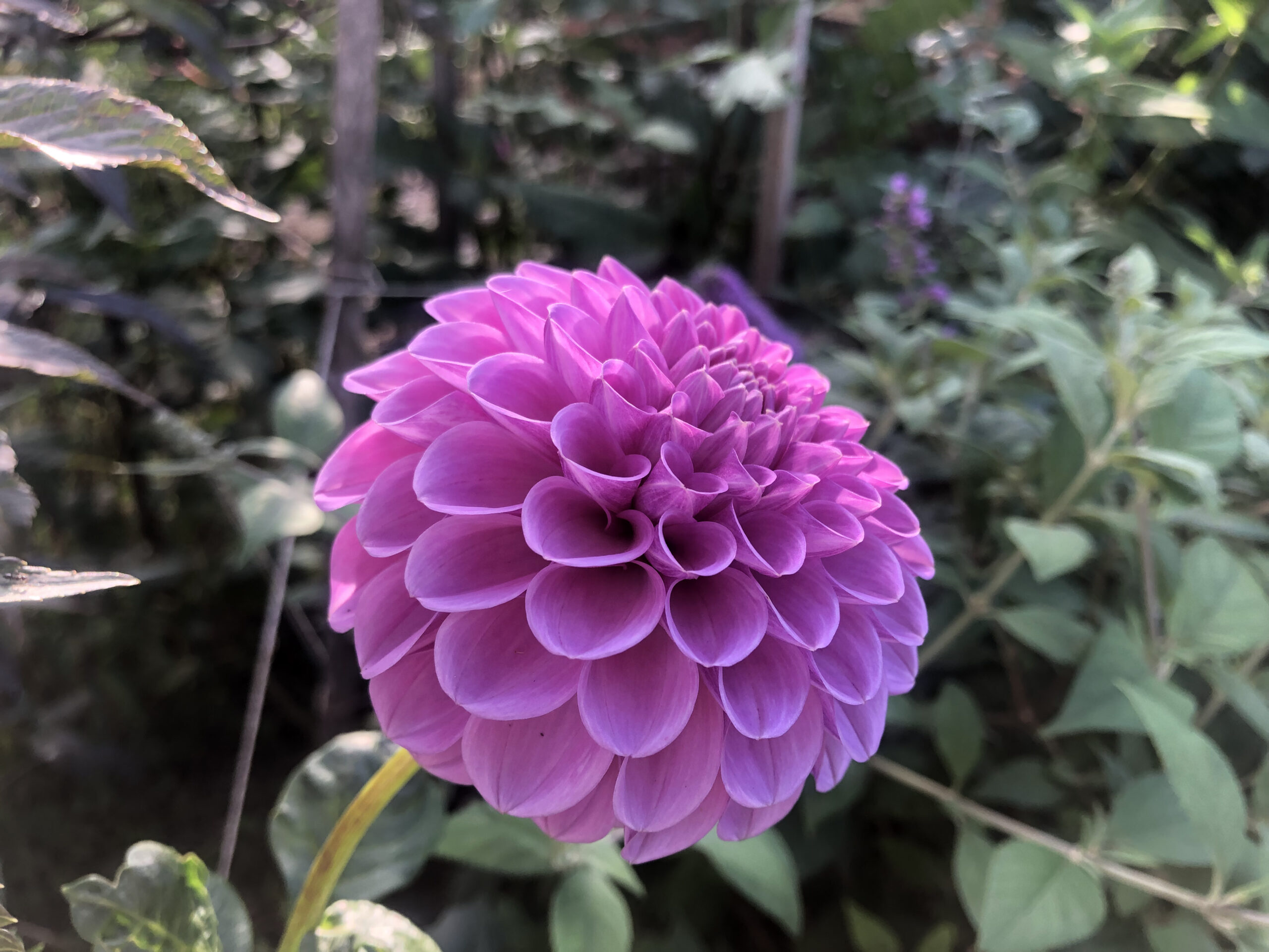 Shirley Yeoman Dahlia Shirley Yeoman Dahlia - Image 4