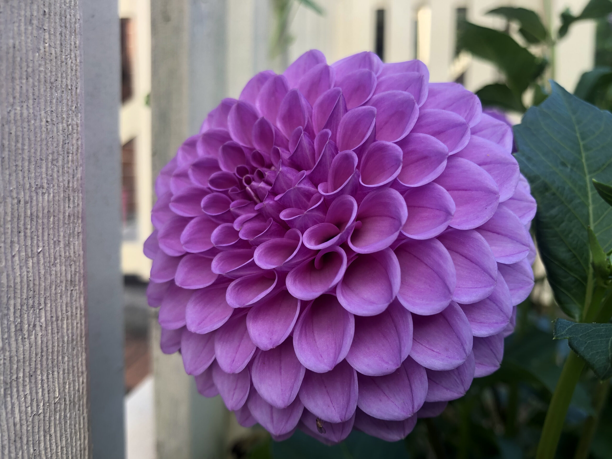 Shirley Yeoman Dahlia Shirley Yeoman Dahlia - Image 3