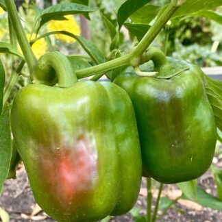 Capsicum Red