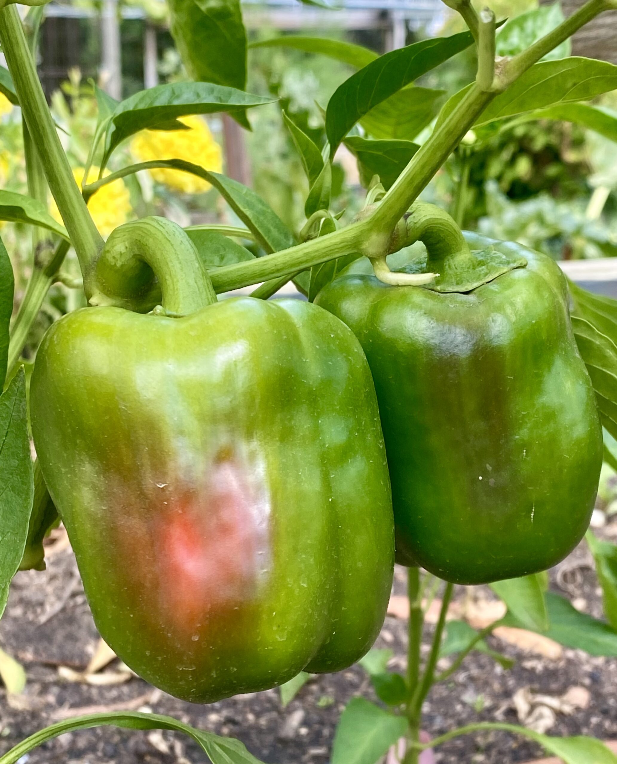 Capsicum Red Capsicum Red
