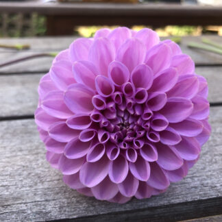 Home Shirley Yeoman Dahlia