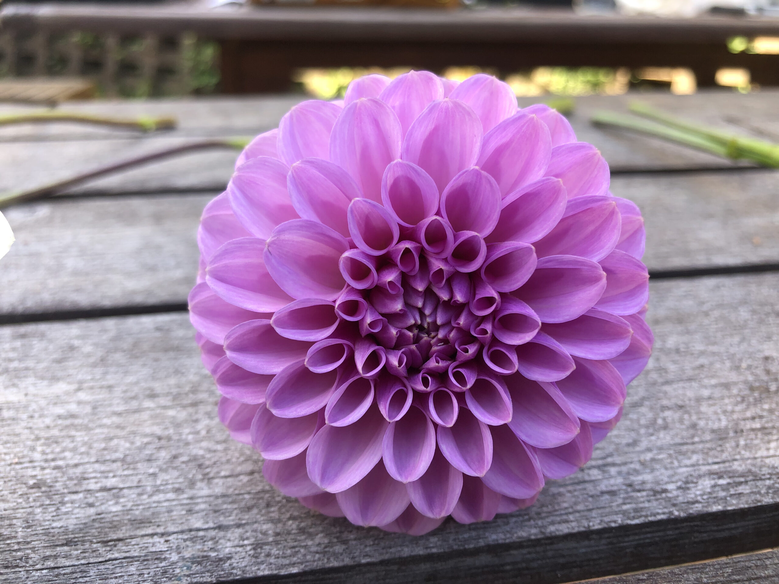 Shirley Yeoman Dahlia Shirley Yeoman Dahlia