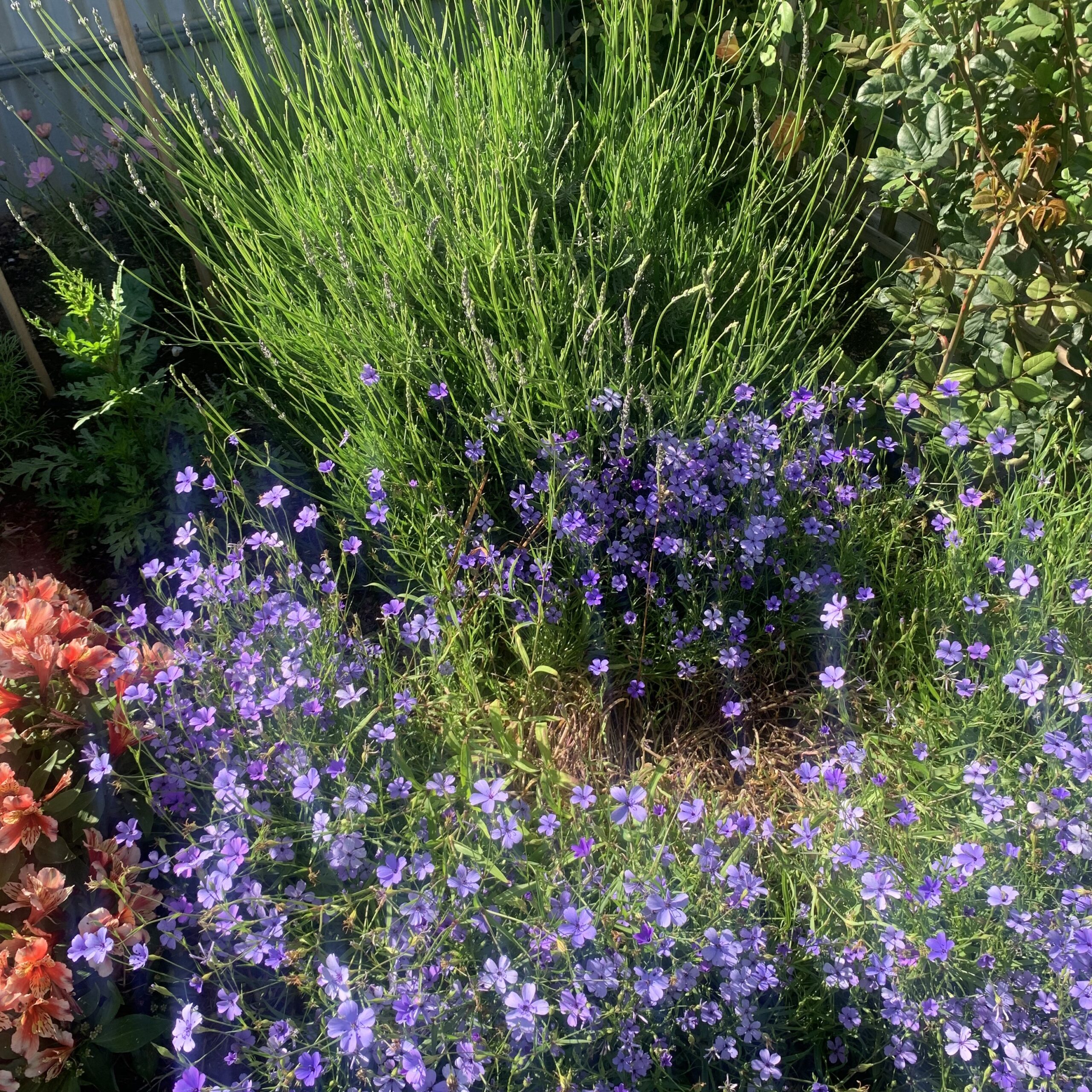 English Lavender - Lavandula Angustifolia English Lavender - Lavandula Angustifolia - Image 2