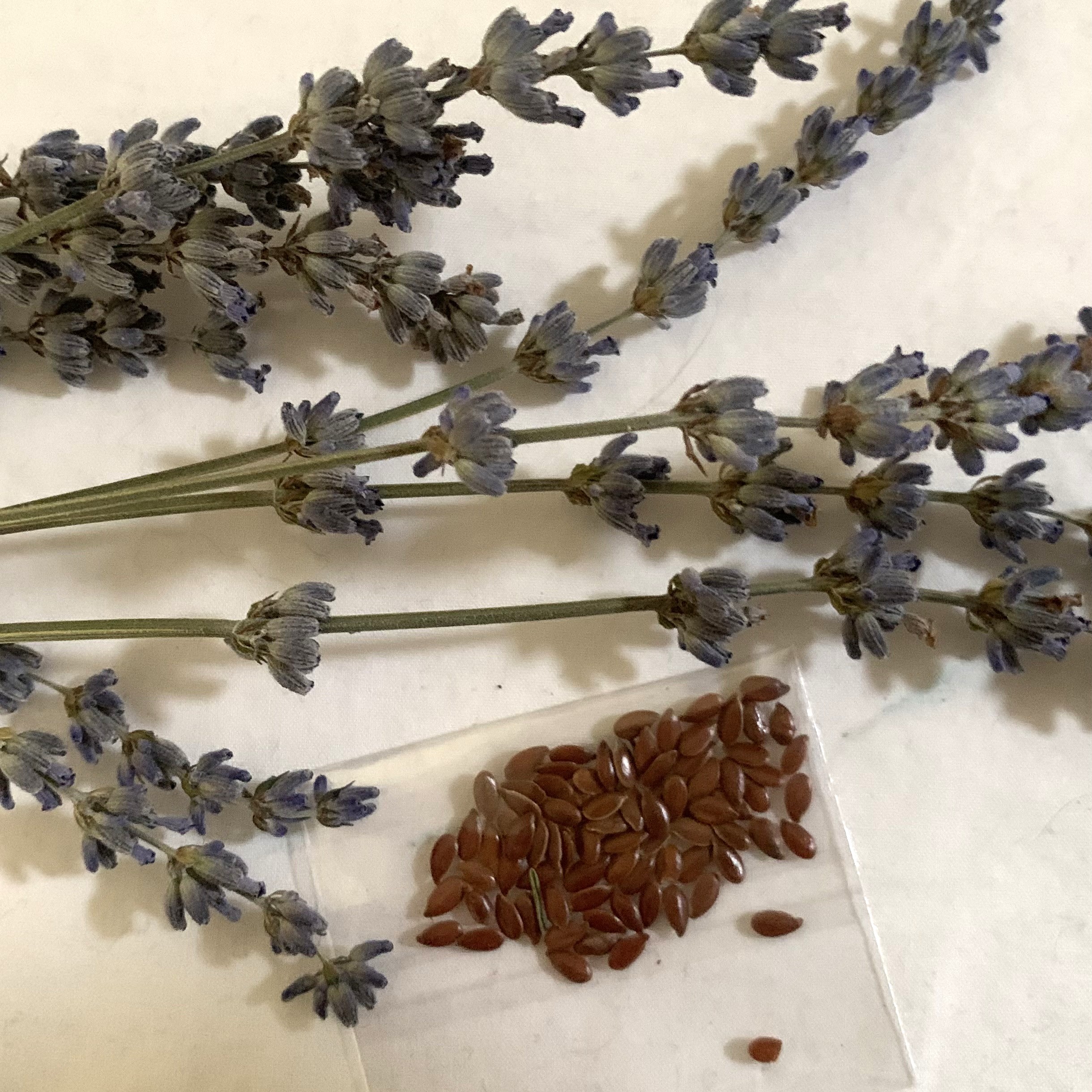 English Lavender - Lavandula Angustifolia English Lavender - Lavandula Angustifolia - Image 3