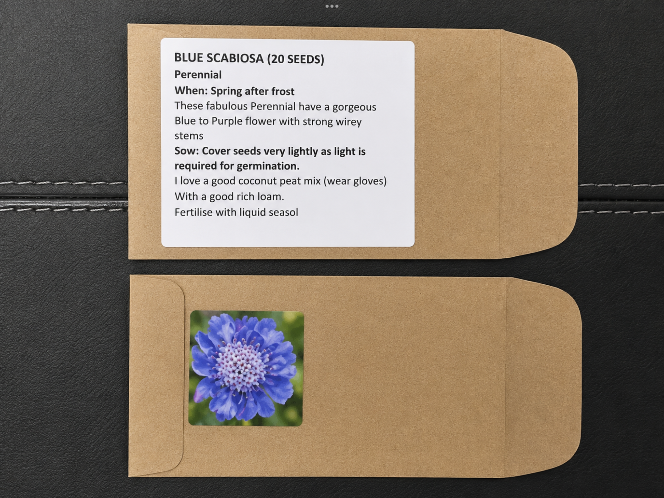 Blue Scabiosa ‘Atro Blue’ Pincushion (free Celosia) Blue Scabiosa ‘Atro Blue’ Pincushion (free Celosia) - Image 4