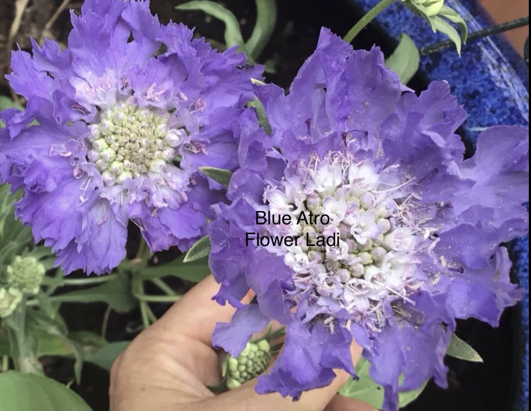 Blue Scabiosa ‘Atro Blue’ Pincushion (free Celosia) Blue Scabiosa ‘Atro Blue’ Pincushion (free Celosia) - Image 3