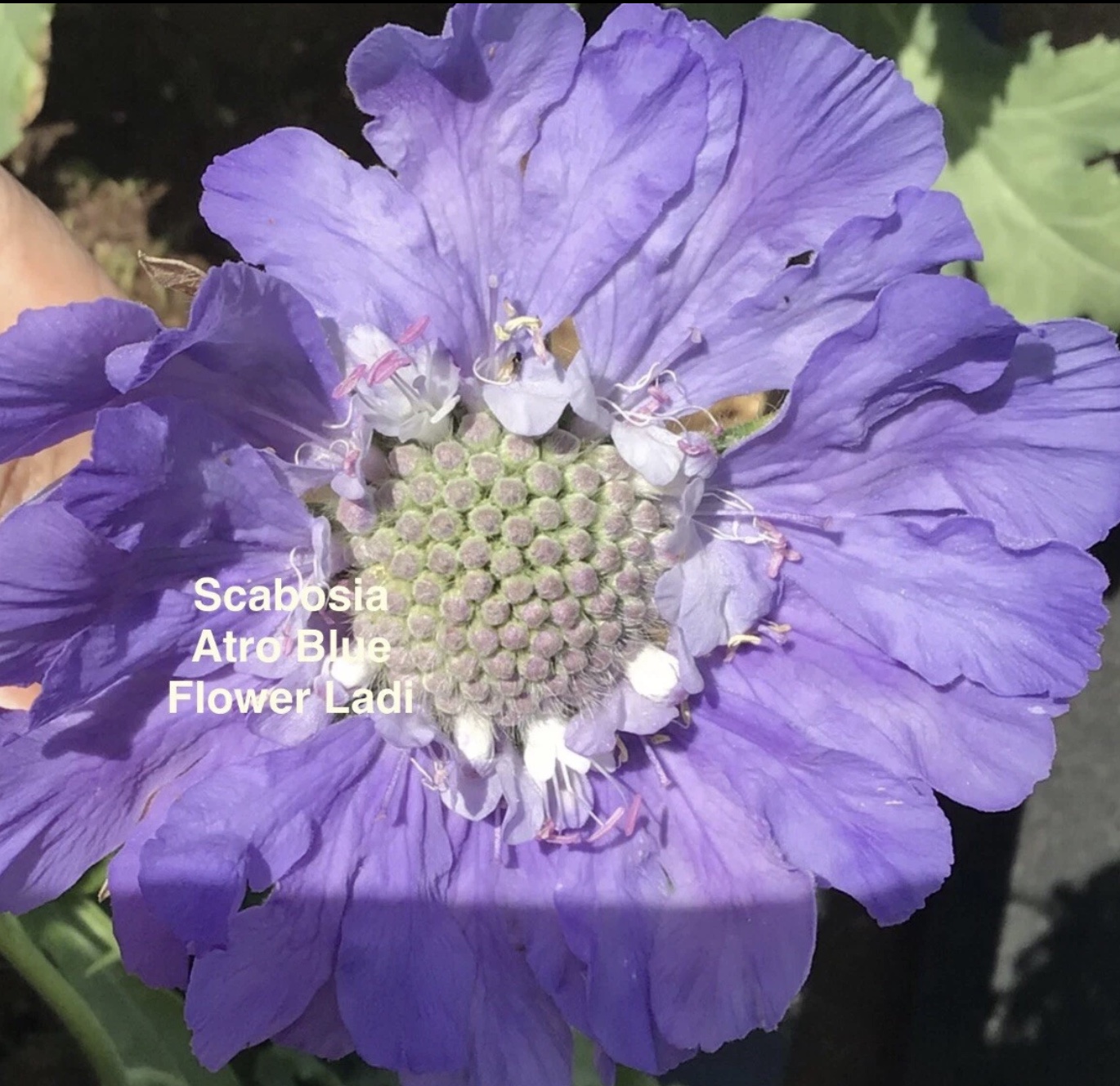Blue Scabiosa ‘Atro Blue’ Pincushion (free Celosia) Blue Scabiosa ‘Atro Blue’ Pincushion (free Celosia) - Image 2