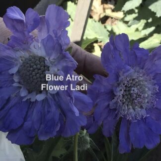 Home Blue Scabiosa ‘Atro Blue’ Pincushion (free Celosia)