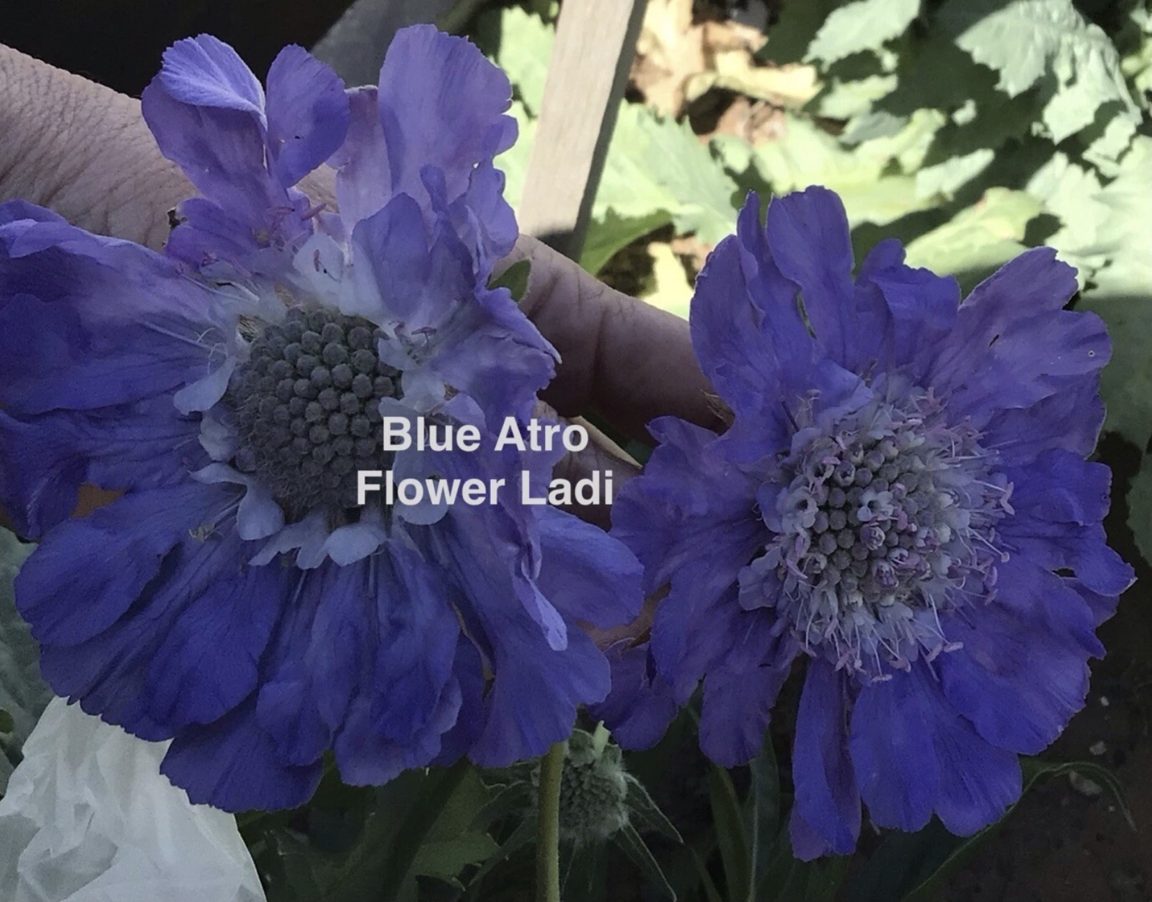 Blue Scabiosa ‘Atro Blue’ Pincushion (free Celosia) Blue Scabiosa ‘Atro Blue’ Pincushion (free Celosia)