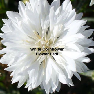 White Cornflower