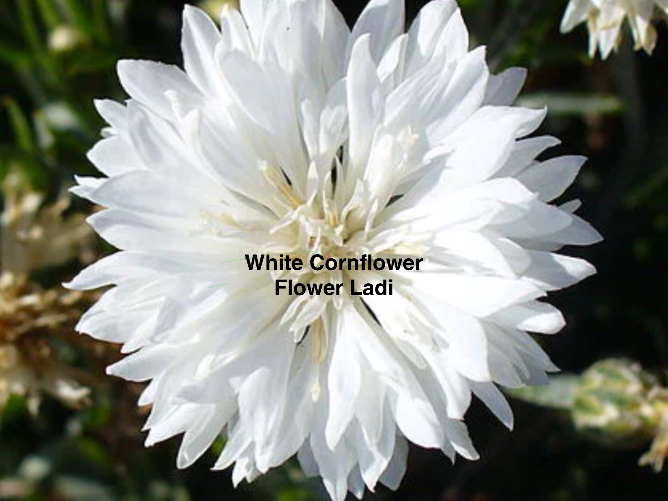 White Cornflower White Cornflower
