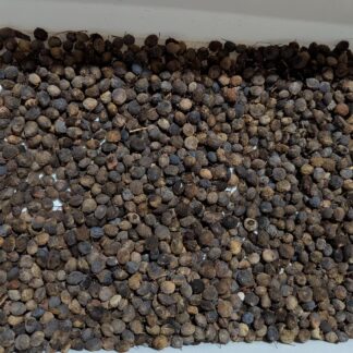 Home Bulk Persoonia Longifolia (Snotty Gobble)