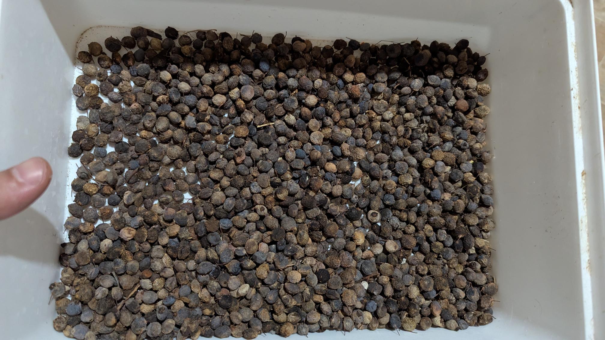 Bulk Persoonia Longifolia (Snotty Gobble) Bulk Persoonia Longifolia (Snotty Gobble)